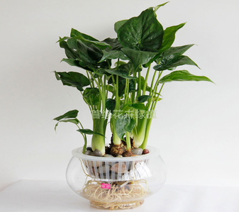 杭州湾植物出租，给您的世界带来清新与活力！