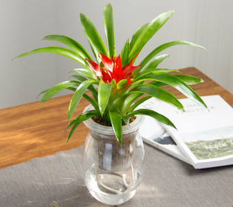 宁波慈溪花木出租公司 宁波慈溪花木出租公司